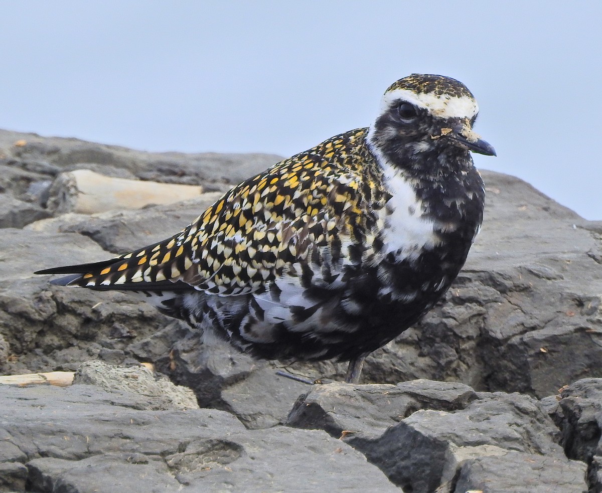 Pacific Golden-Plover - ML618409550