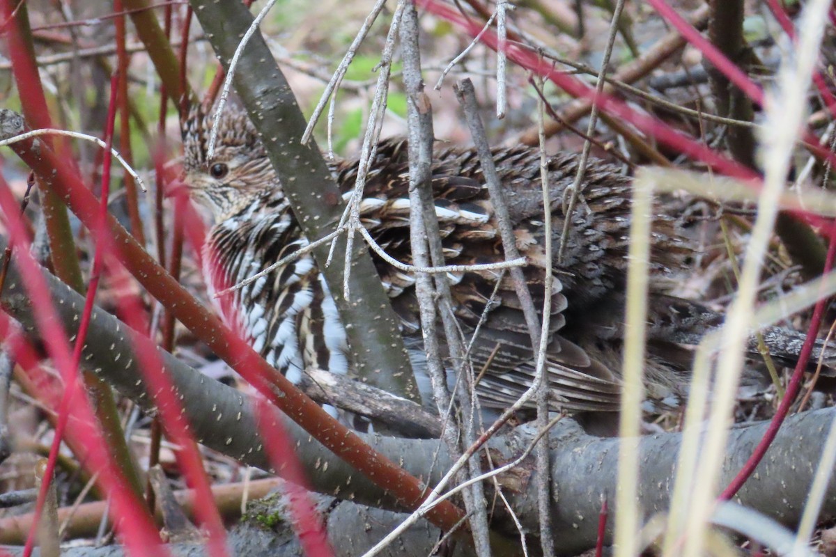 Ruffed Grouse - ML618409612