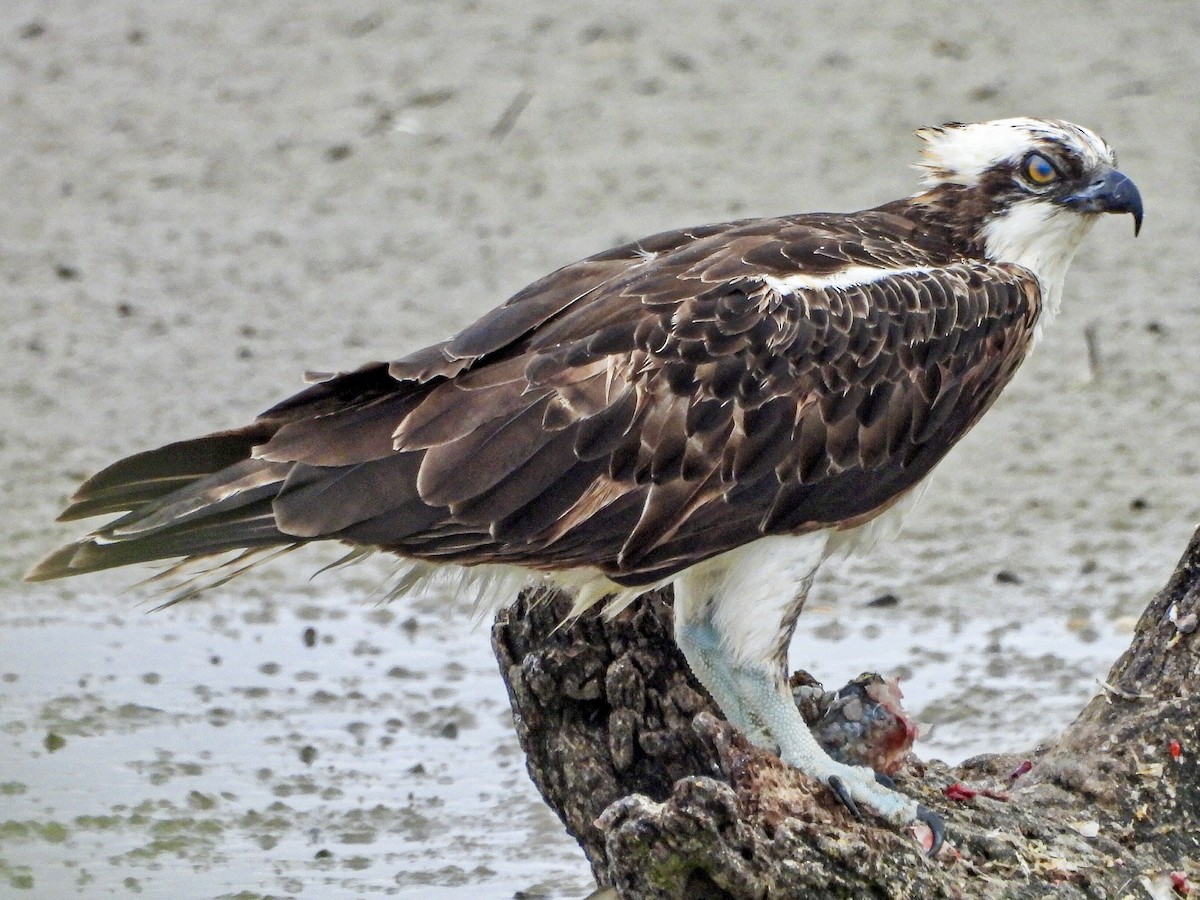 Osprey (carolinensis) - Ron Pozzi