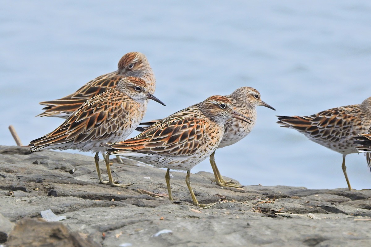 Sharp-tailed Sandpiper - Arlango Lee