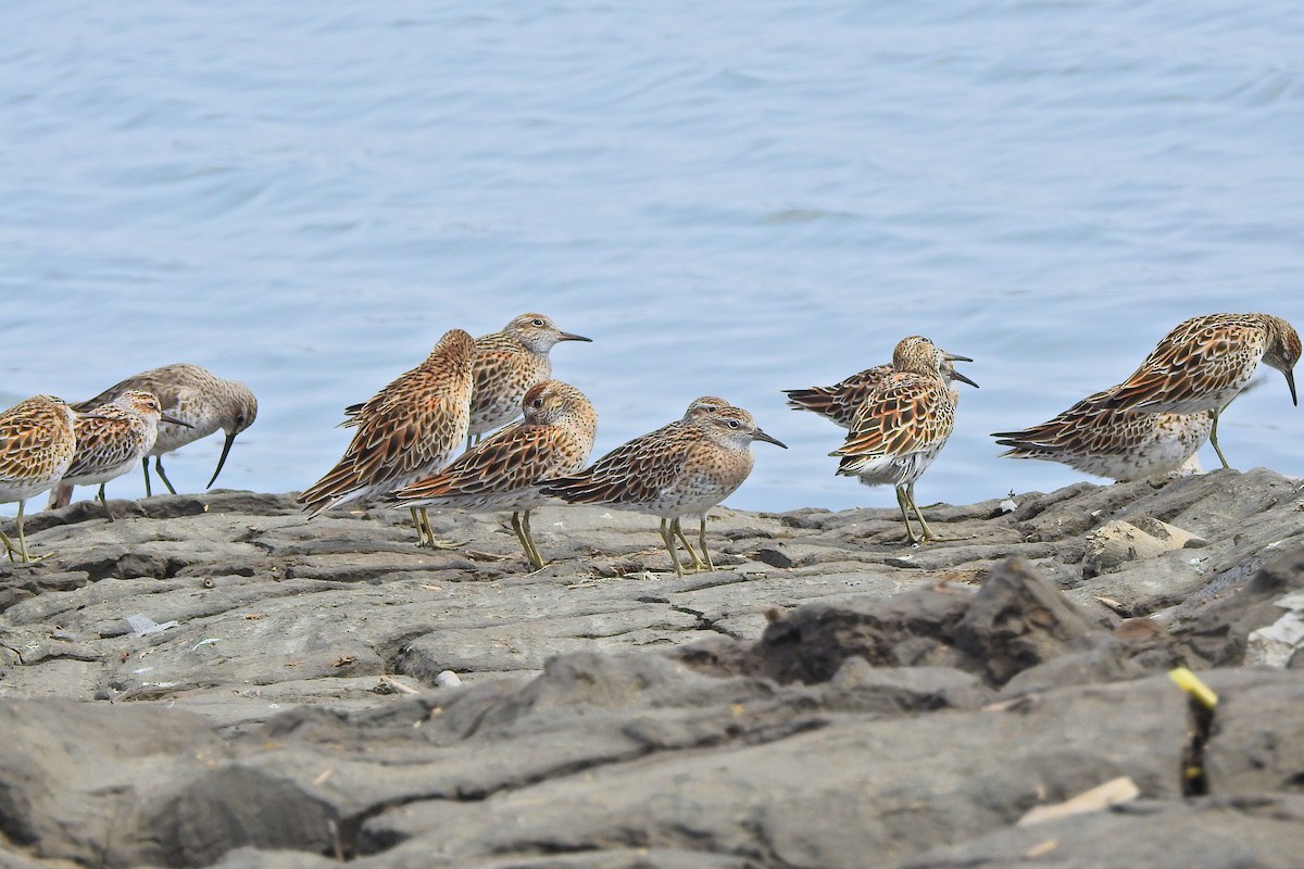 Sharp-tailed Sandpiper - Arlango Lee