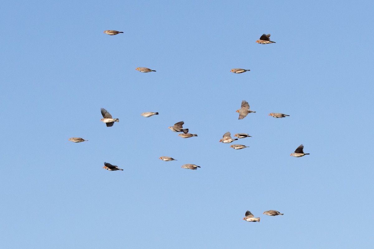 Zebra Finch - ML618409712