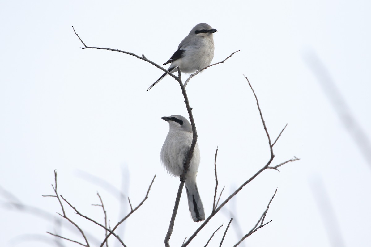 Northern Shrike - Seth Beaudreault