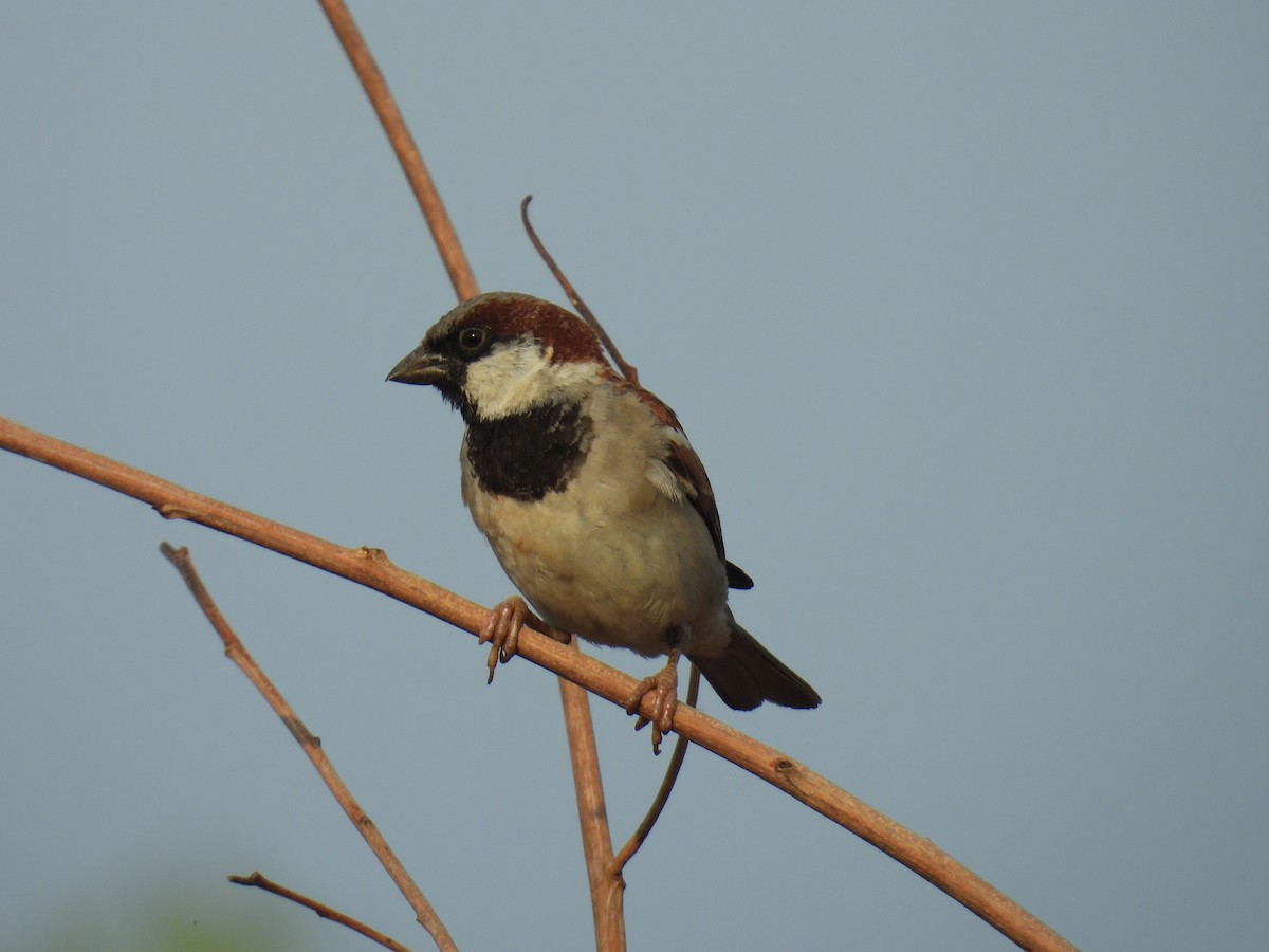House Sparrow - Murari Varma