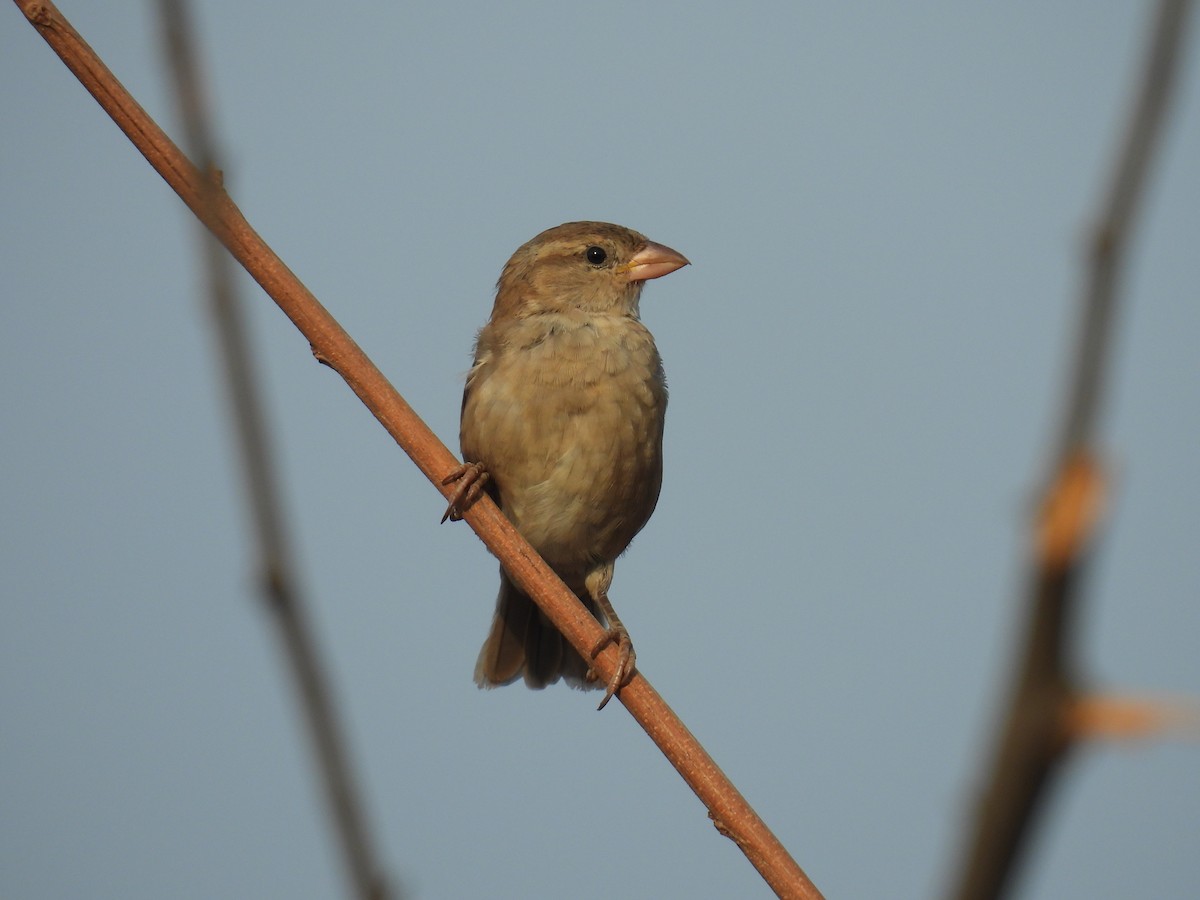 House Sparrow - ML618409741