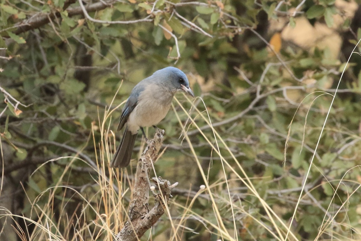 Mexican Jay - Michele Swartout