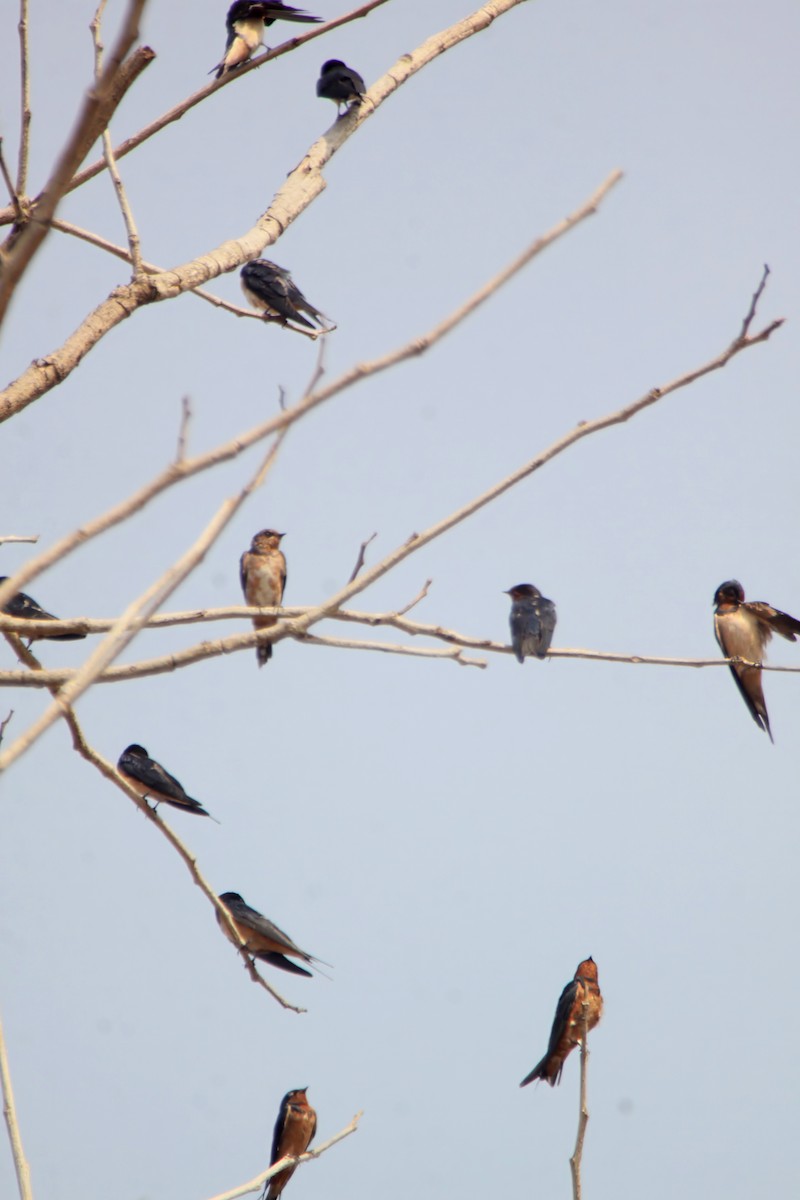 Barn Swallow - mongkol keawtap