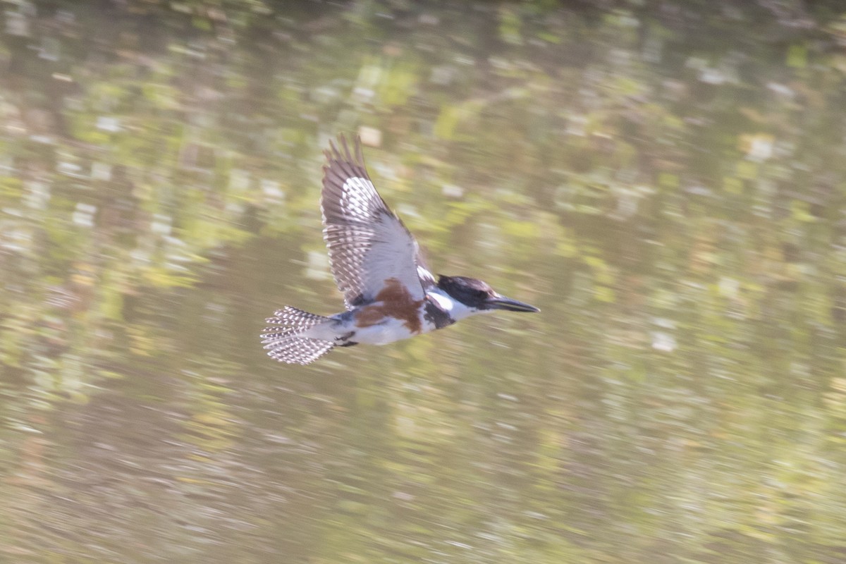 Belted Kingfisher - Brad Dawson