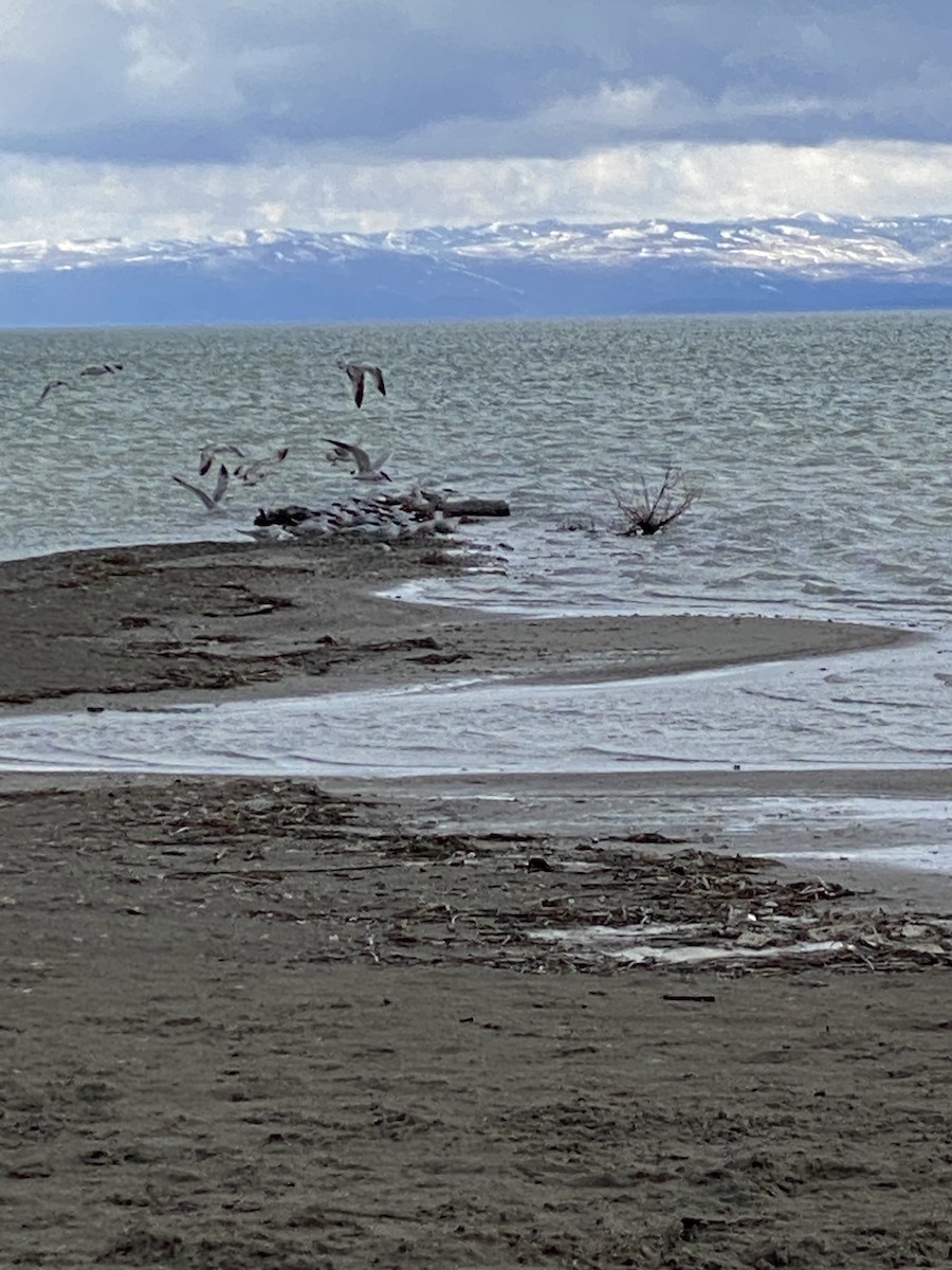 Caspian Tern - ML618409804