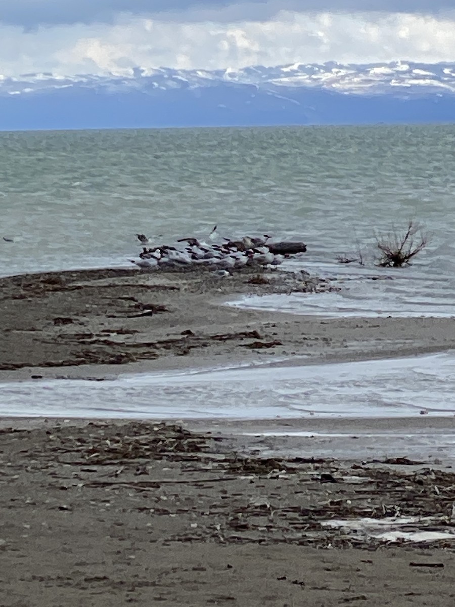 Caspian Tern - ML618409805