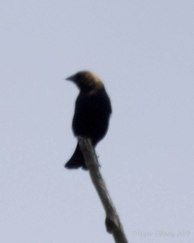 Brown-headed Cowbird - Mayve Strong