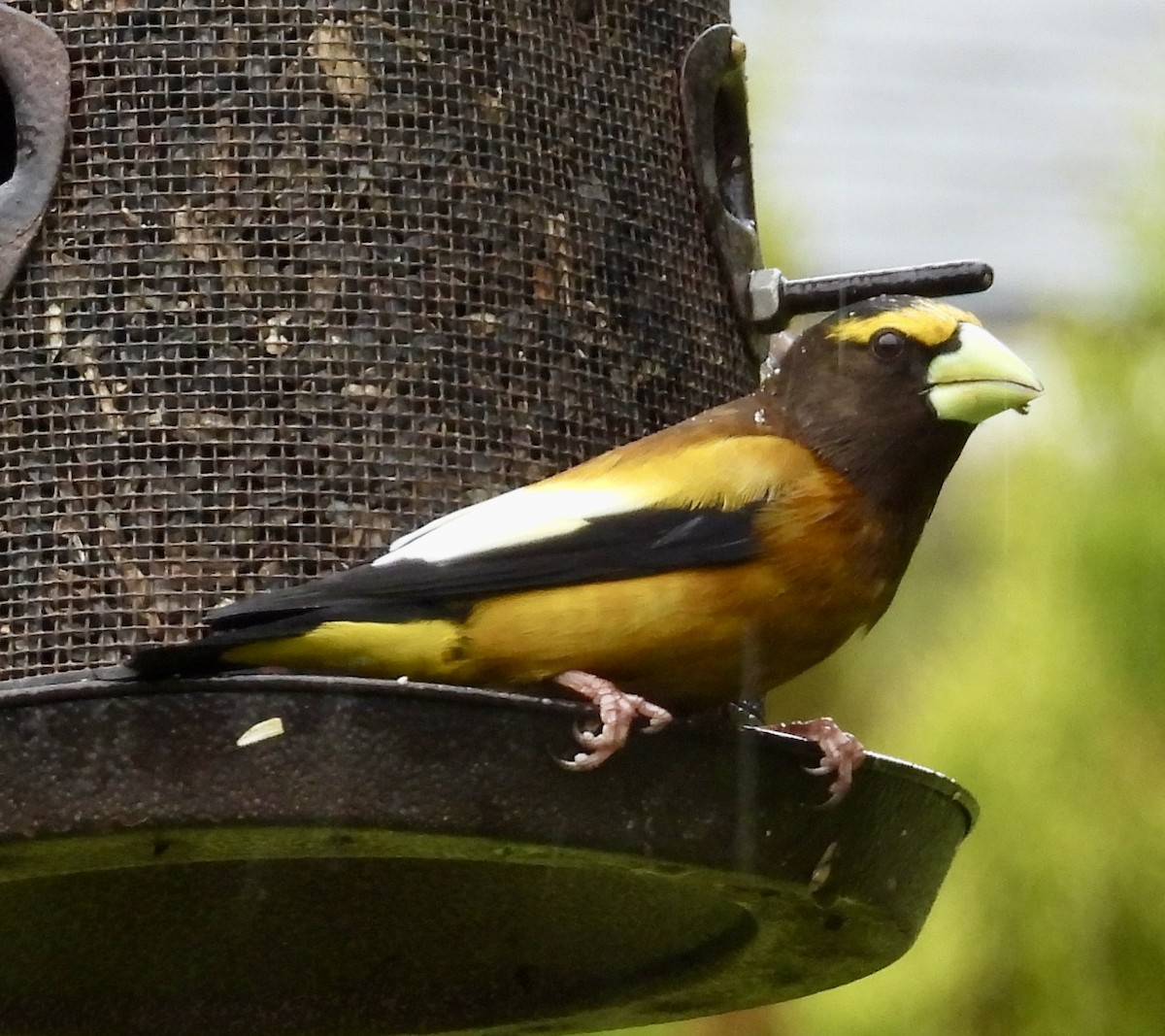 Evening Grosbeak - Lawrence Datnoff