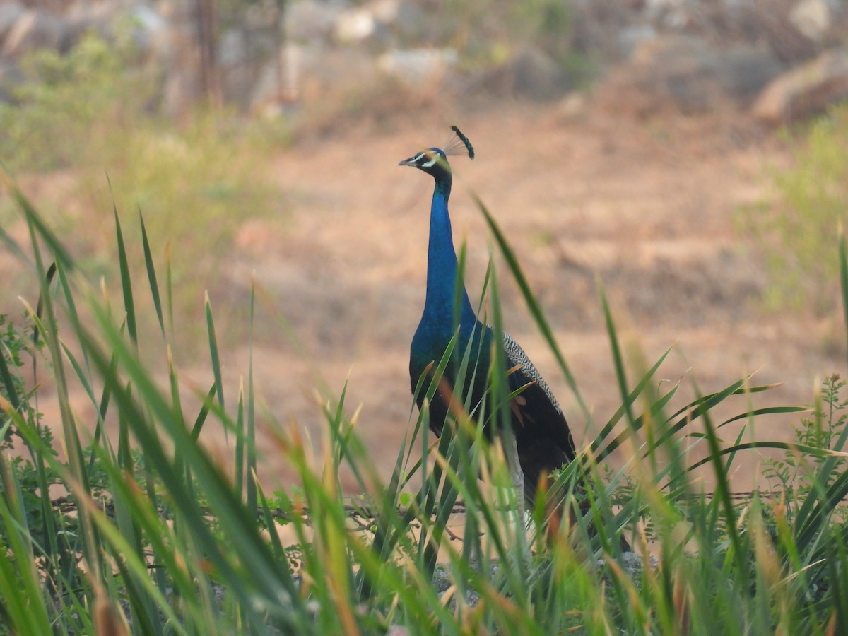 Indian Peafowl - Murari Varma