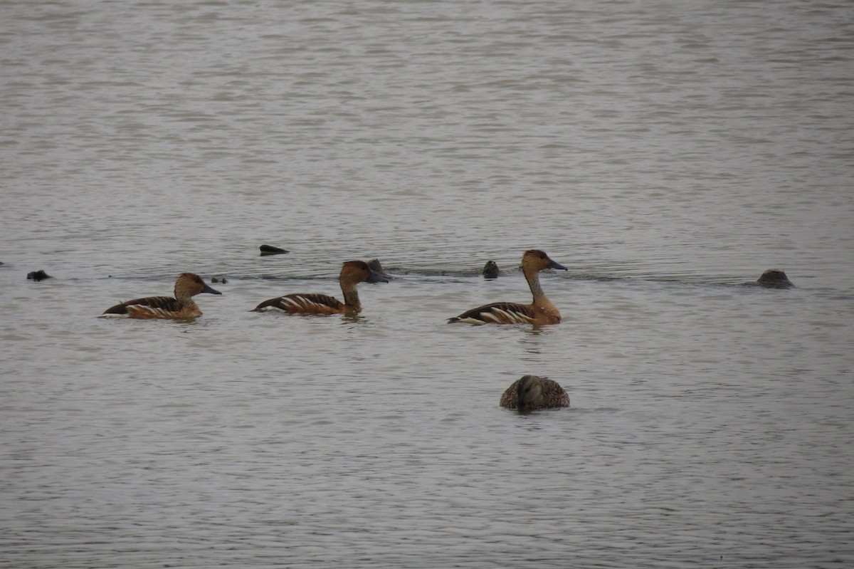 Fulvous Whistling-Duck - ML618409845