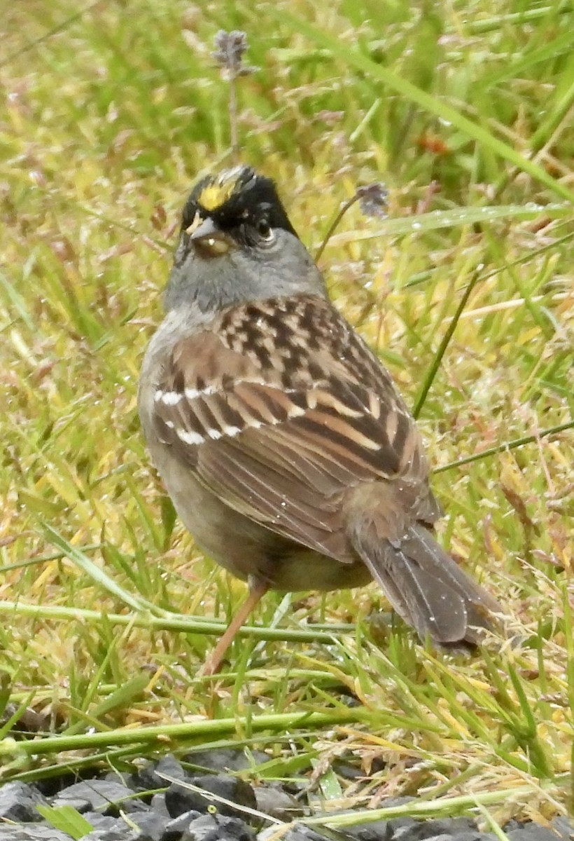 Golden-crowned Sparrow - ML618409852