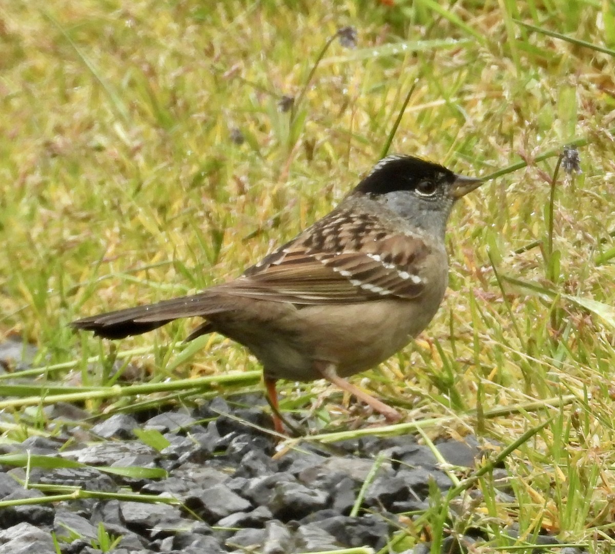 Golden-crowned Sparrow - ML618409853