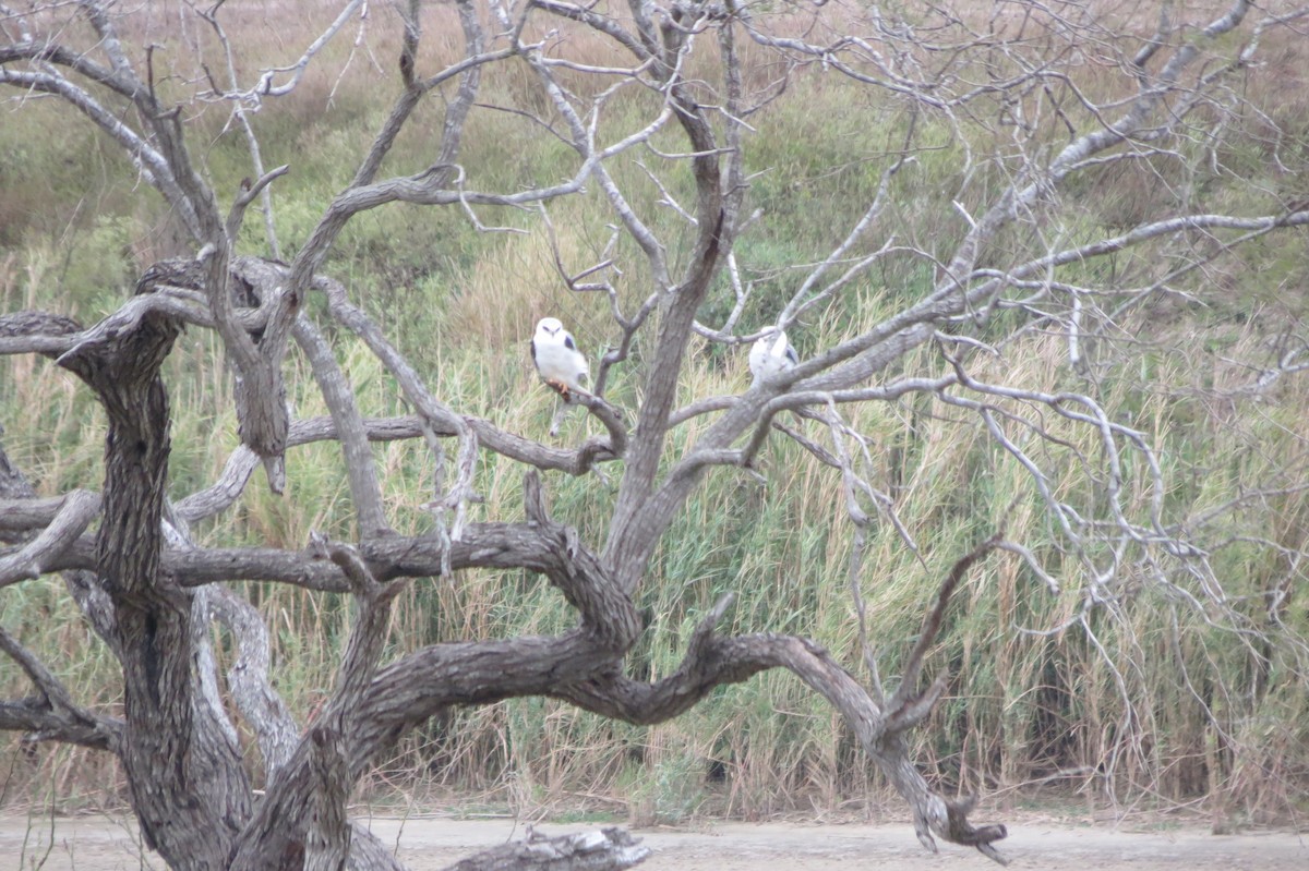 White-tailed Kite - ML618409939