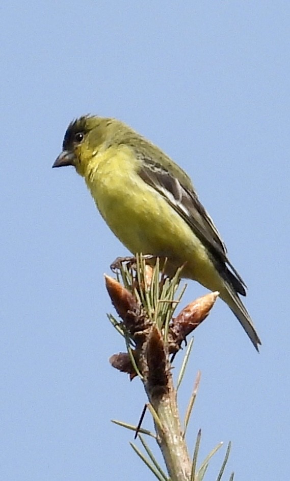 Lesser Goldfinch - Lawrence Datnoff