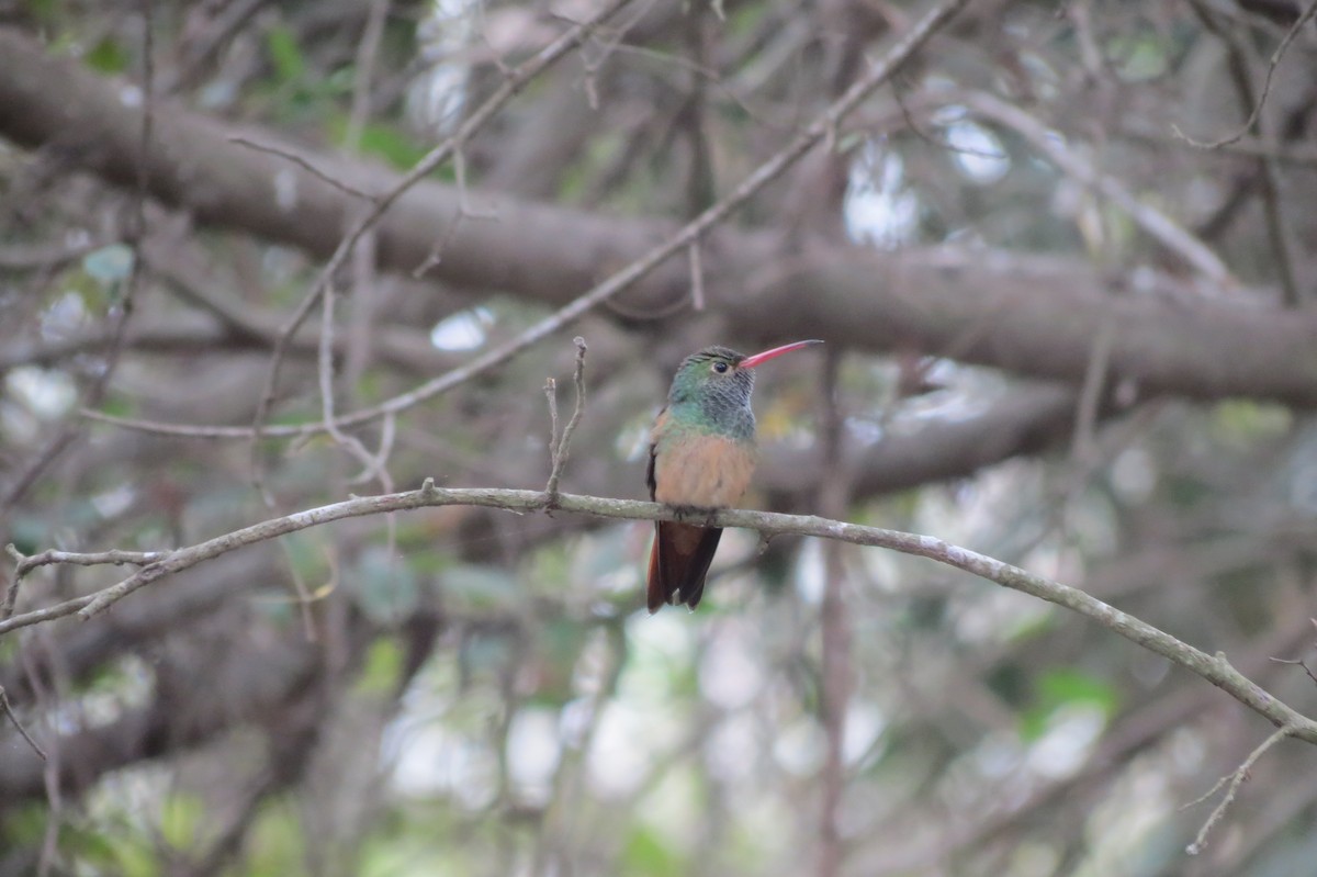 kolibřík yukatanský - ML618409976