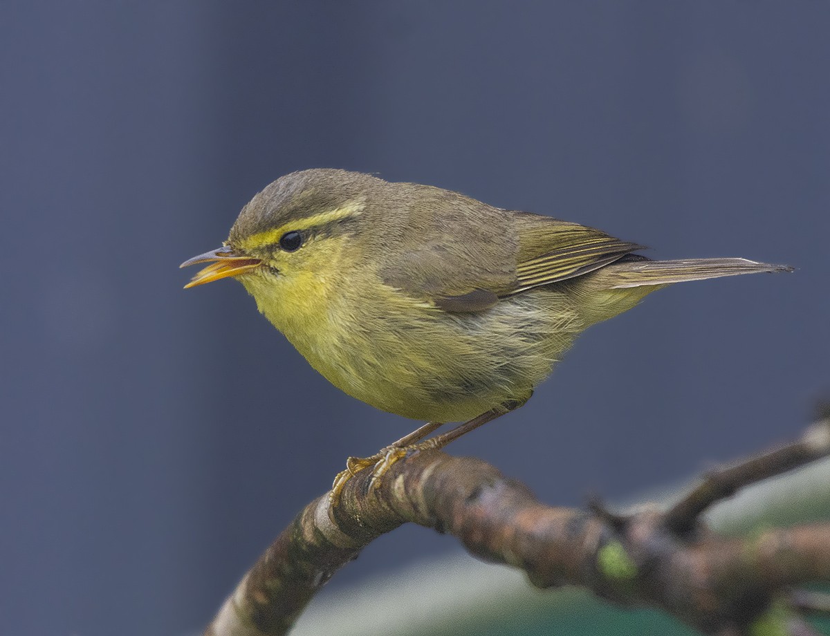 Tickell's Leaf Warbler - Rejaul Karim