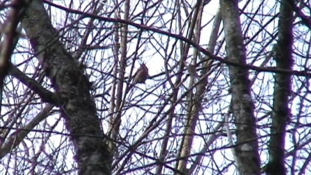 Нарсны шүршүү - ML618409980