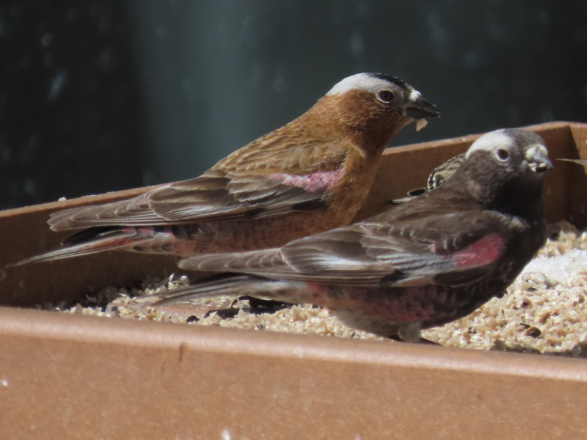 Gray-crowned Rosy-Finch (Gray-crowned) - ML618410046