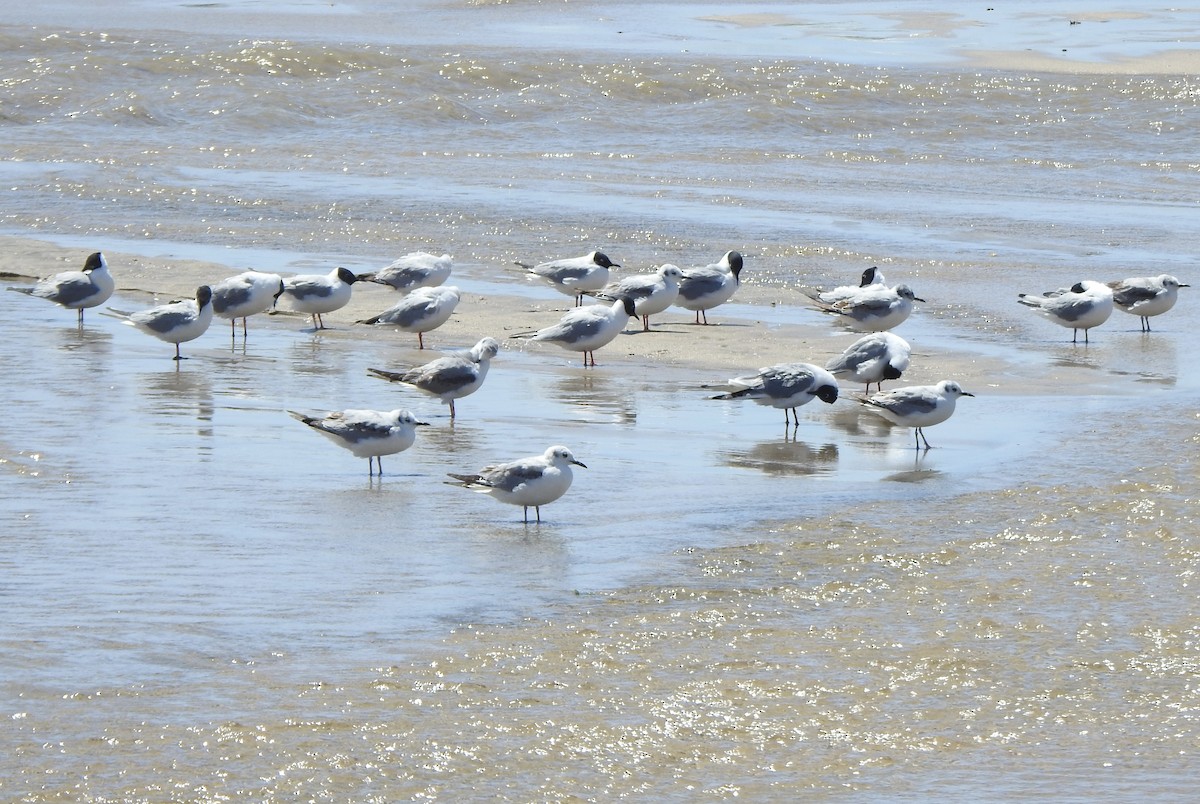 Bonaparte's Gull - ML618410062