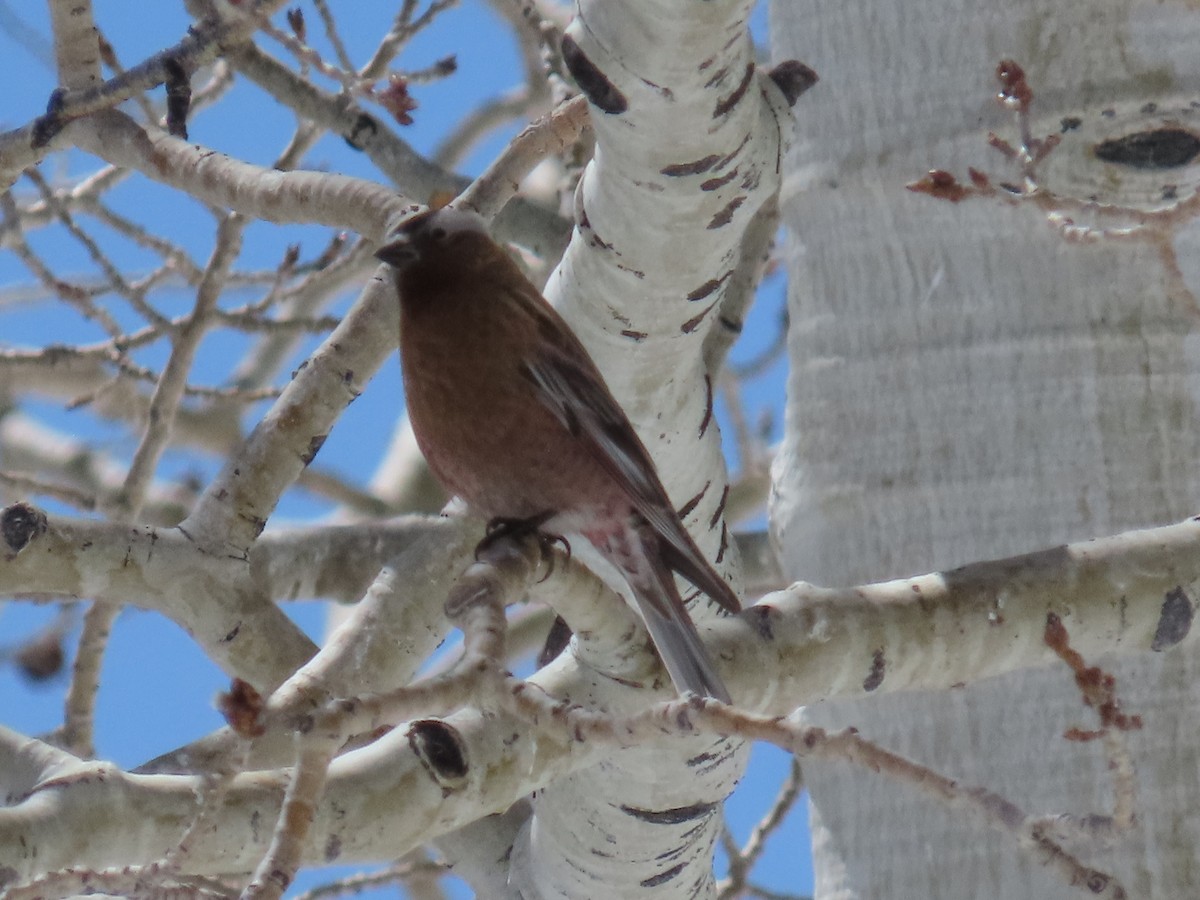 Gray-crowned Rosy-Finch (Gray-crowned) - ML618410066