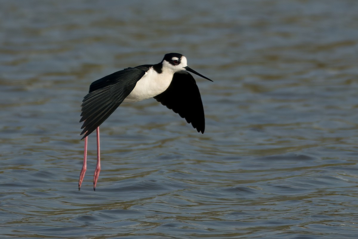 Black-necked Stilt (Black-necked) - Alexander Yan