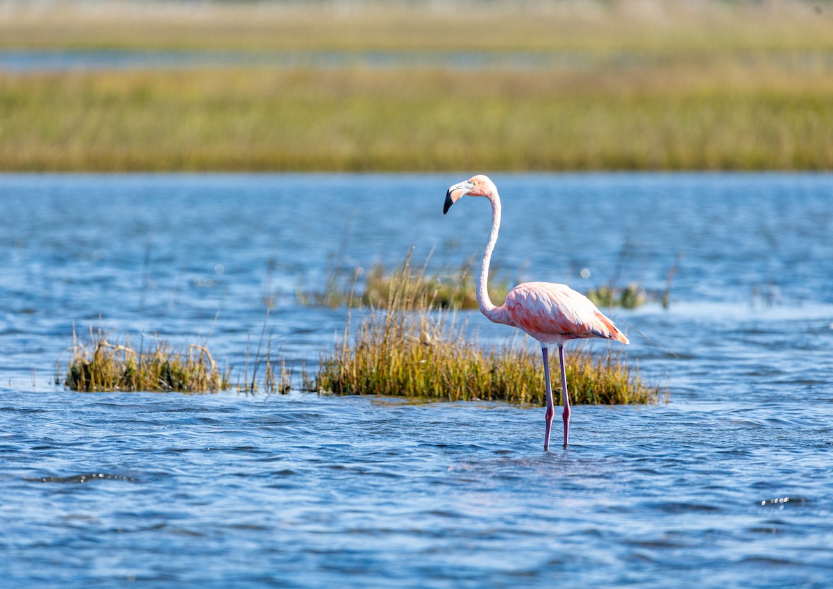 American Flamingo - Gabrielle Harper