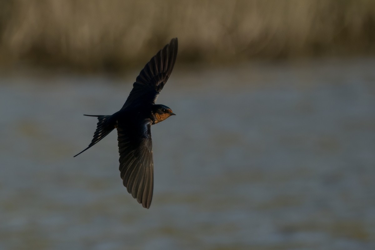 Barn Swallow - Alexander Yan