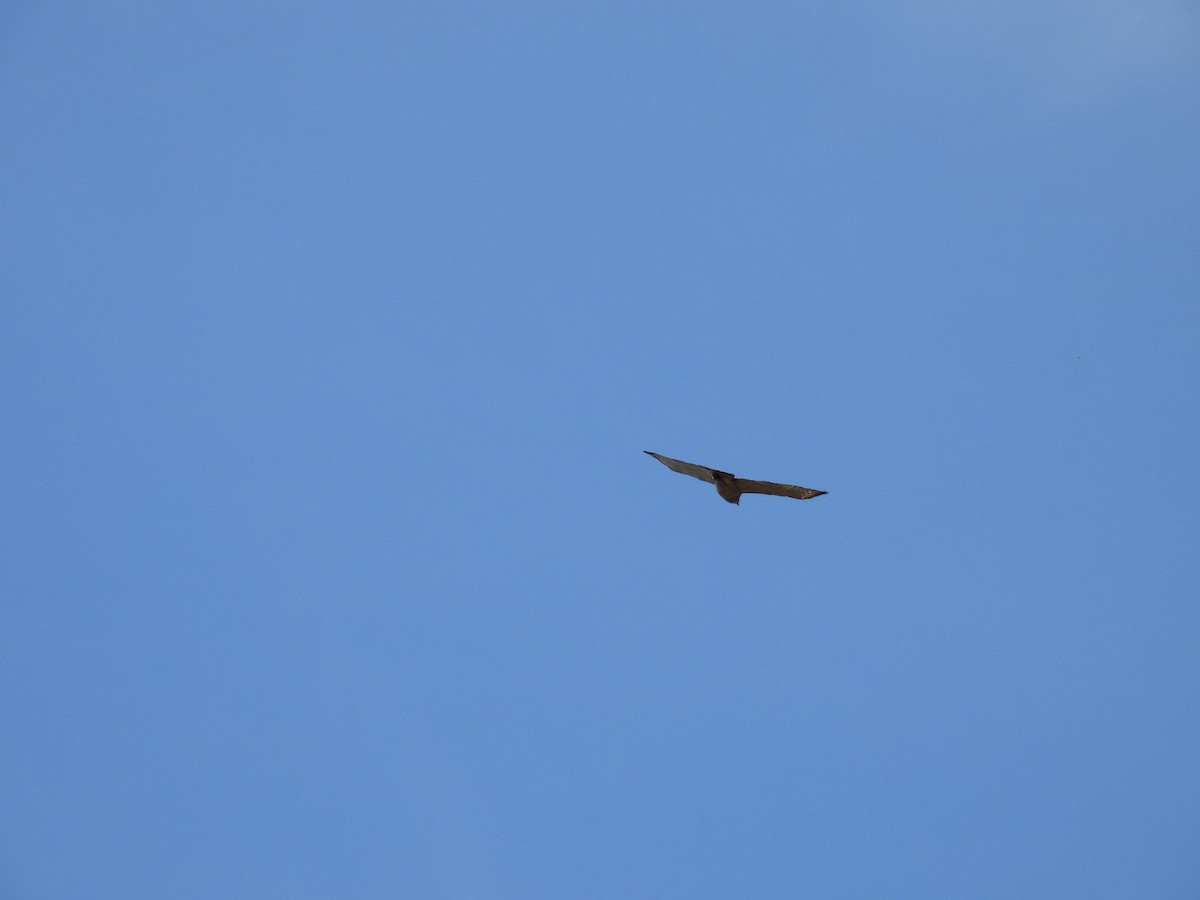 Broad-winged Hawk - ML618410172