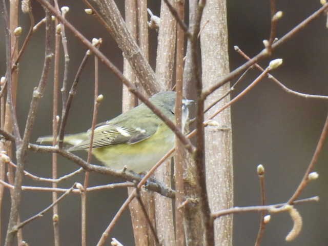 Blue-headed Vireo - ML618410200