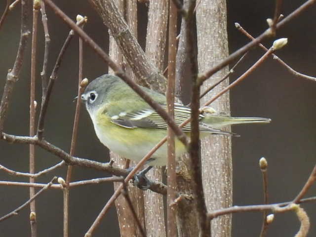 Blue-headed Vireo - ML618410202