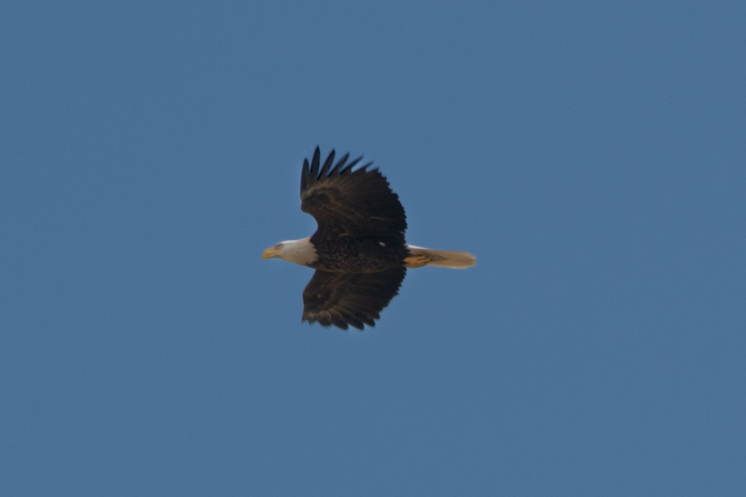 Bald Eagle - tim goodwin