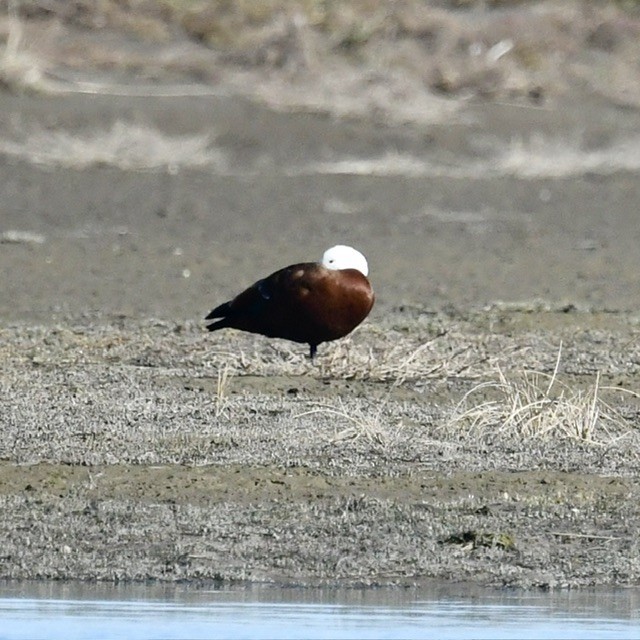 Paradise Shelduck - ML618410265