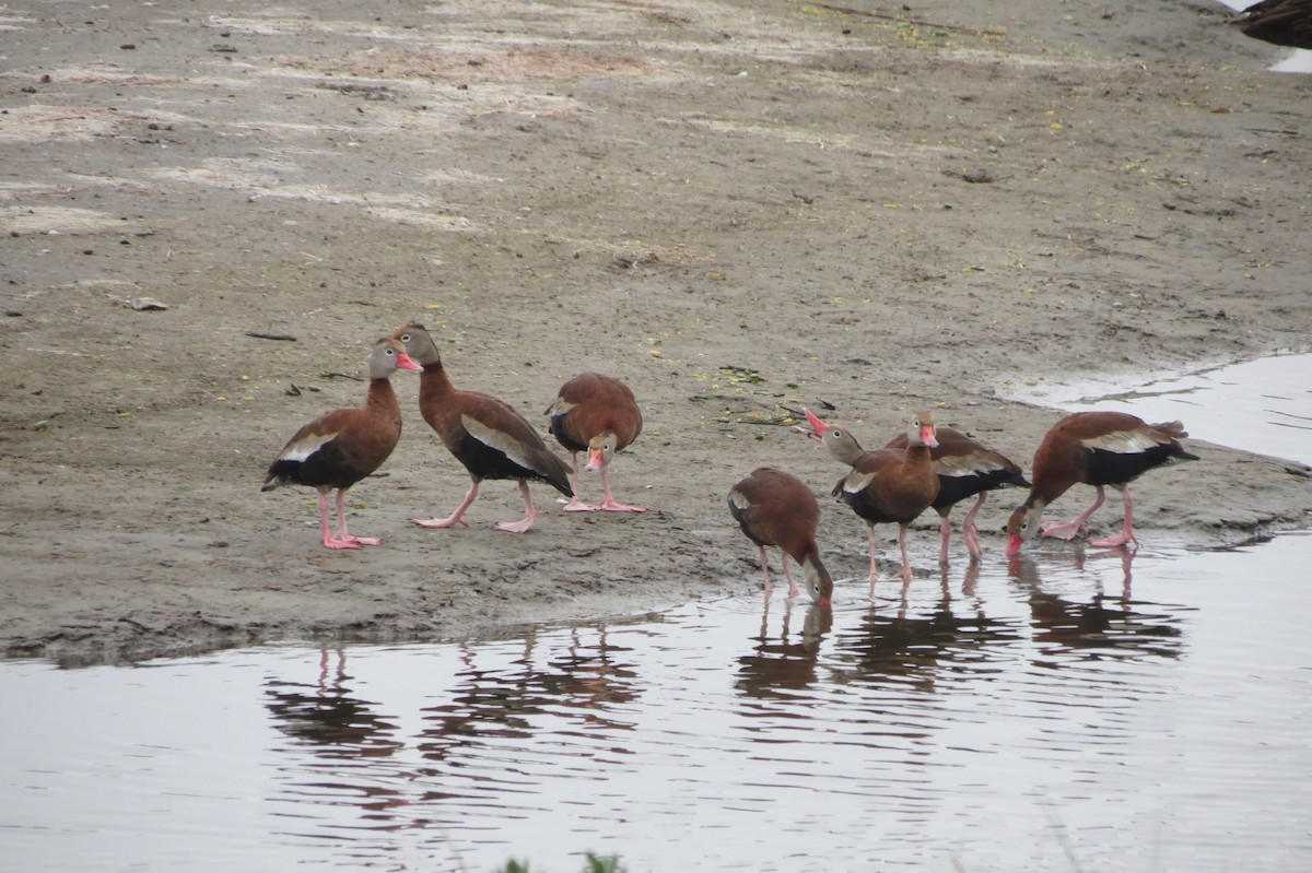 Black-bellied Whistling-Duck - Sam Holcomb