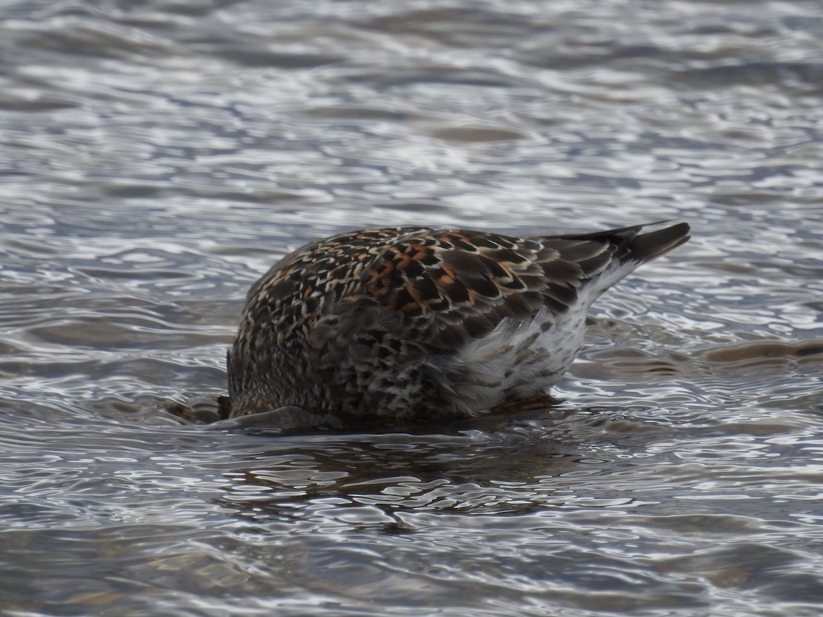 Purple Sandpiper - ML61841031