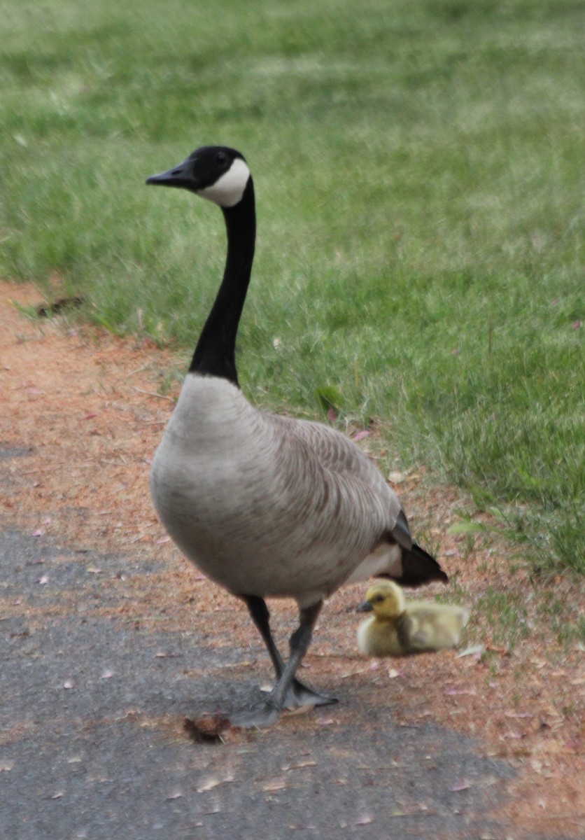 Canada Goose - ML618410317