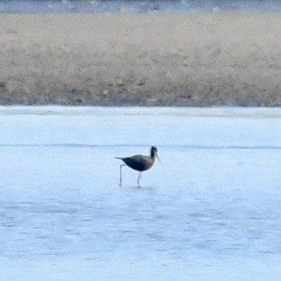 Black Stilt - ML618410322