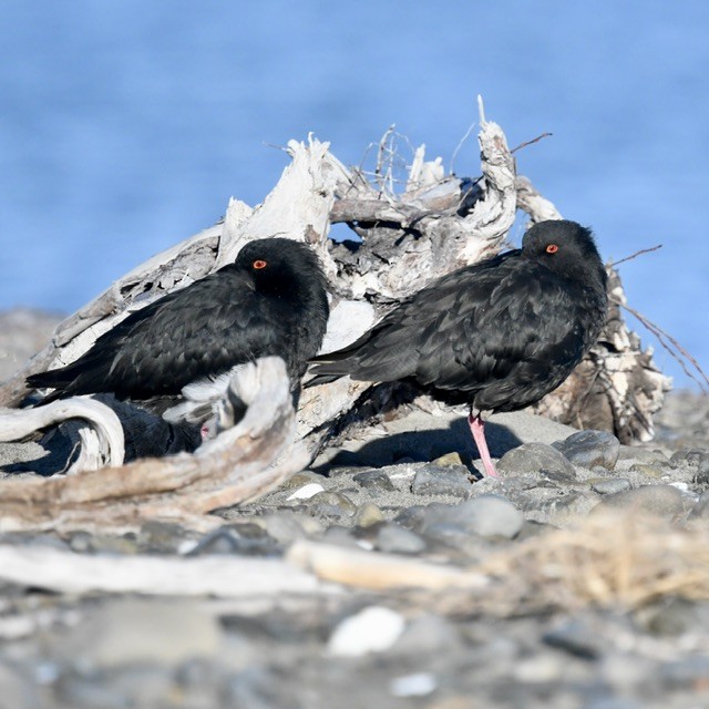 Variable Oystercatcher - ML618410341