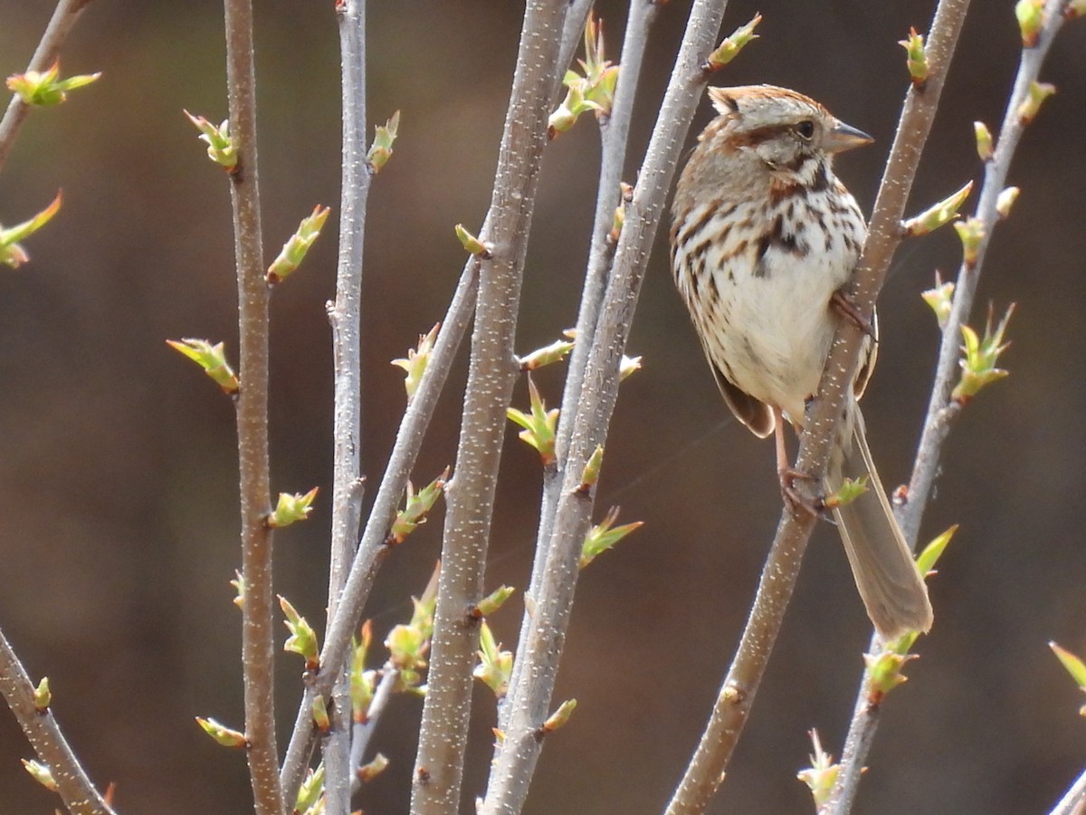 Song Sparrow - ML618410347