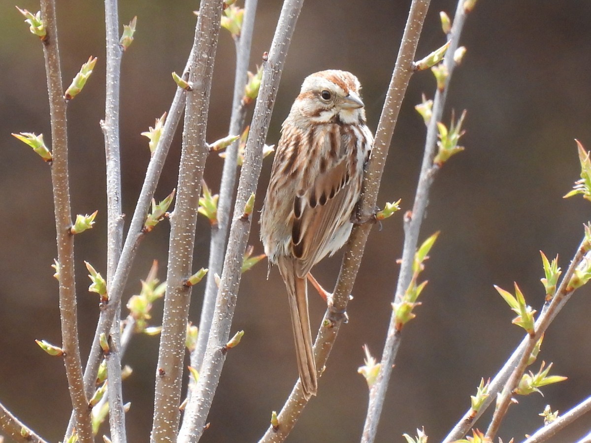 Song Sparrow - ML618410349