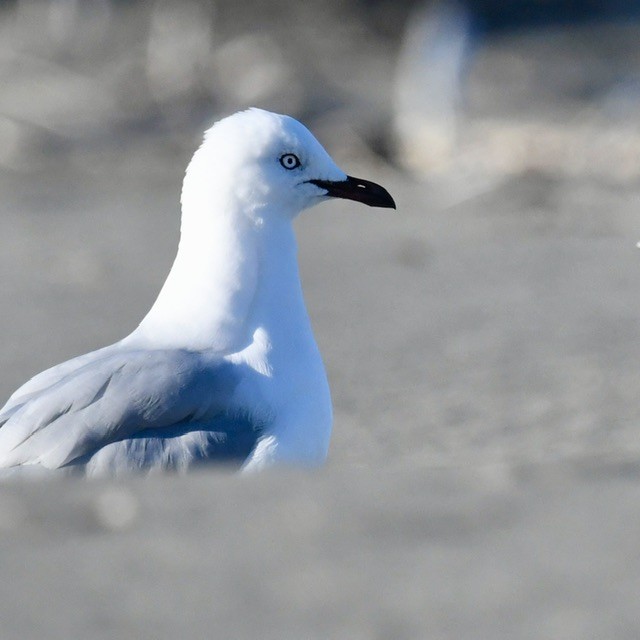 Gaviota Maorí - ML618410365