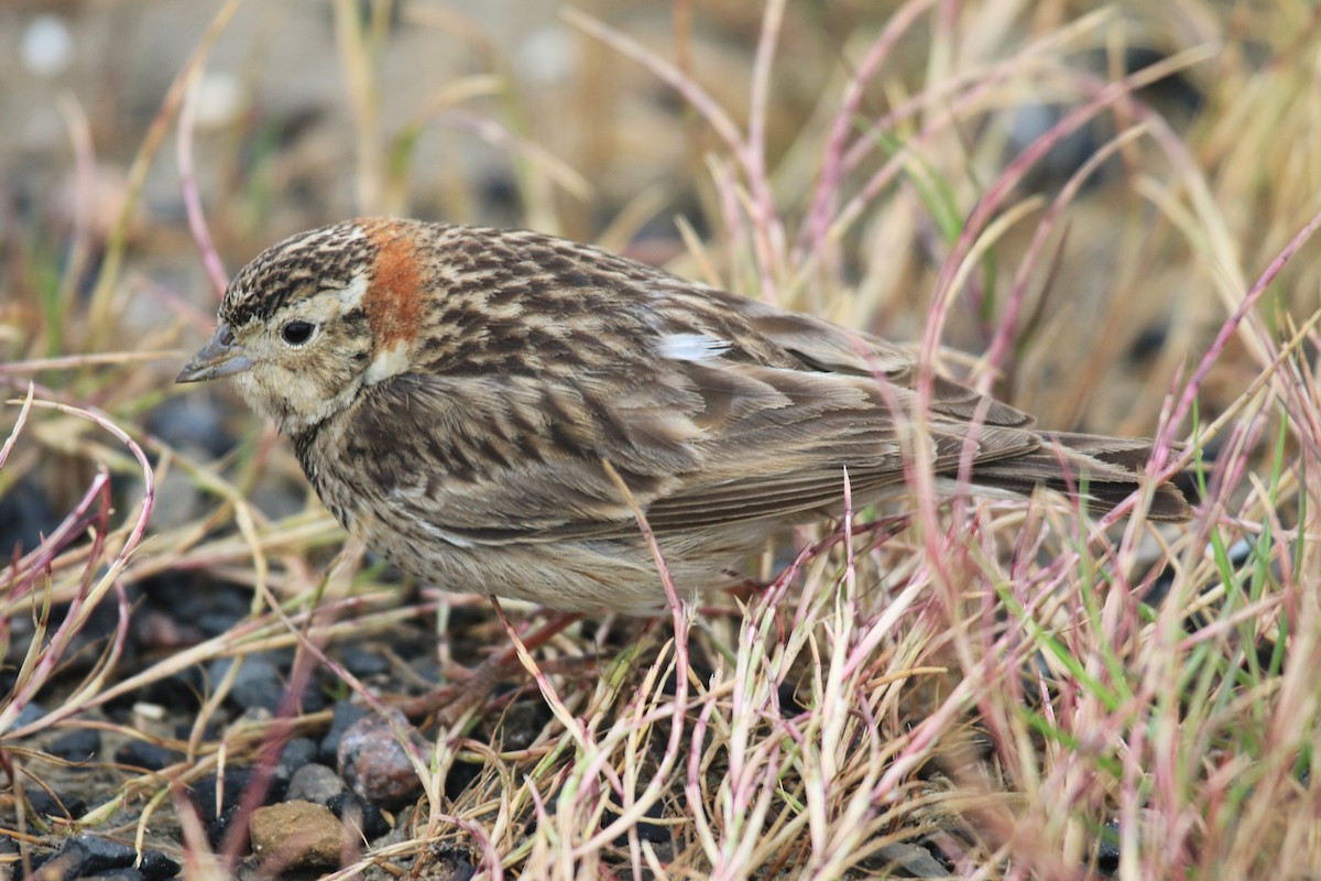 Chestnut-collared Longspur - ML618410369