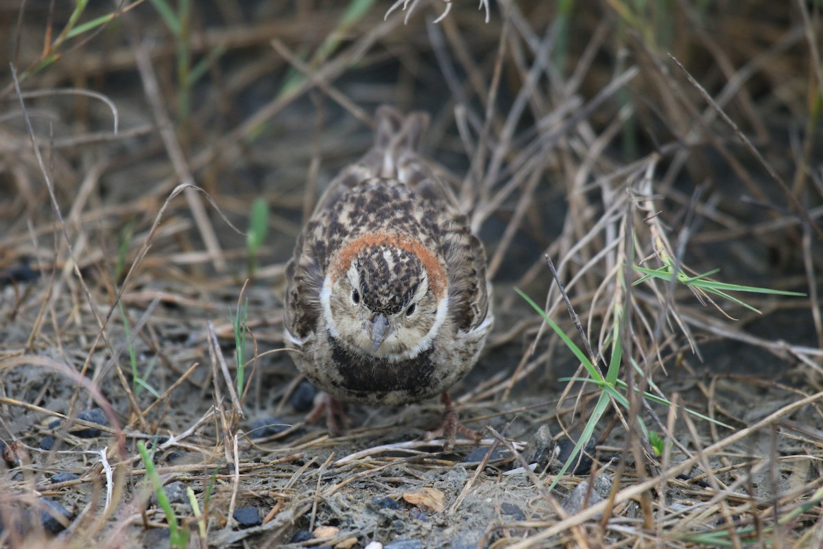 Chestnut-collared Longspur - ML618410370