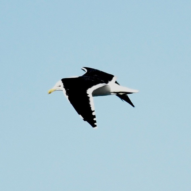 Kelp Gull - ML618410375