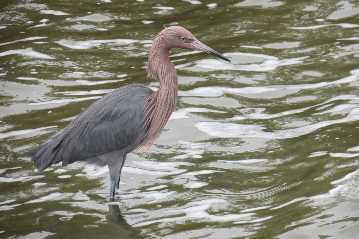 Reddish Egret - Sam Holcomb