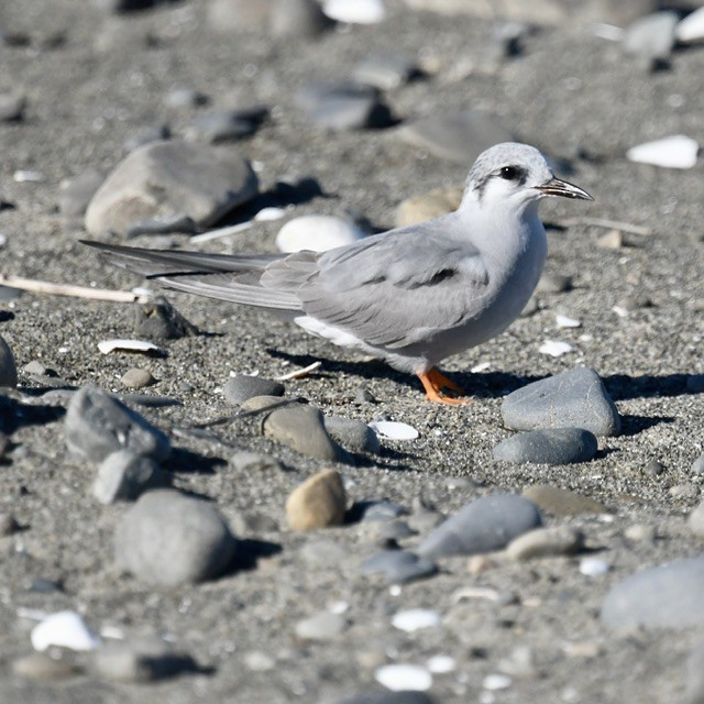 Black-fronted Tern - ML618410401