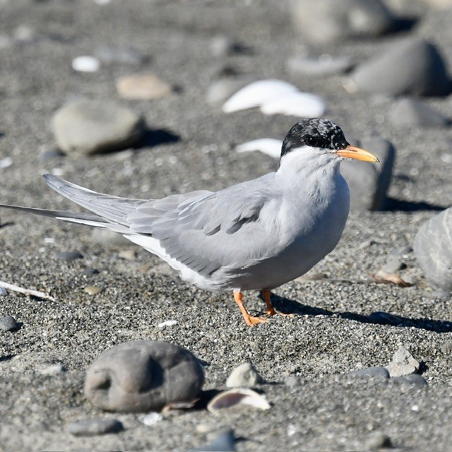 Black-fronted Tern - ML618410402